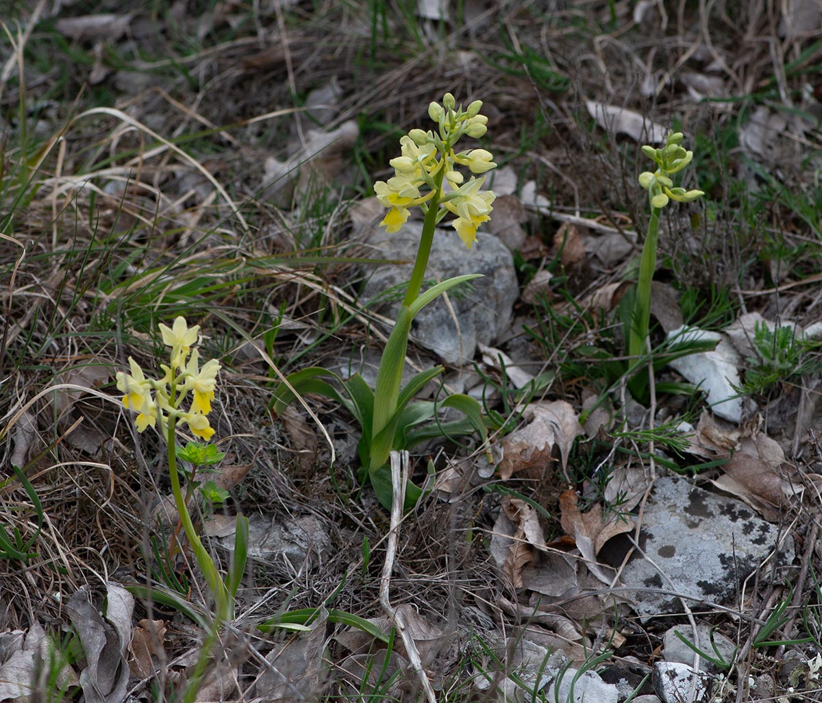 Habitus